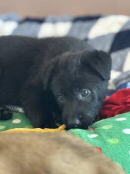 Labrador Retriever Dogs Available for Adoption in San Diego, California - Rosie