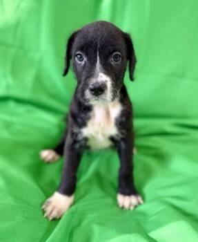 Terrier and Mixed Breed Dogs Available for Adoption - Heidi | PetCurious
