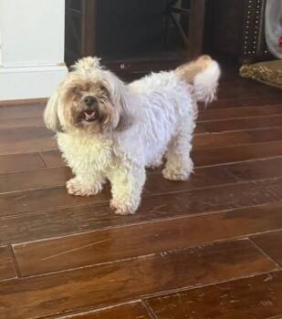 Annabelle -  Bichon Frise Dog for Adoption in New Bern, North Carolina - Annabelle | PetCurious