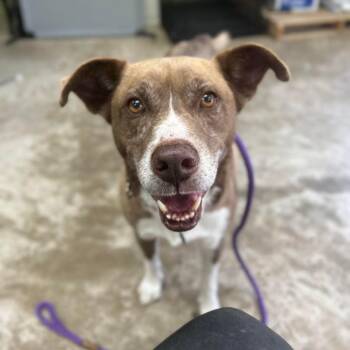 Border Collie Dogs Available for Adoption in Shelby, North Carolina - Elmo | PetCurious