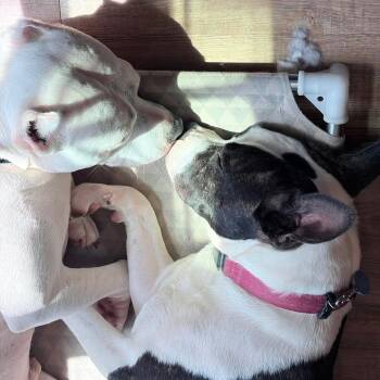 Sasha -  Boxer and American Bulldog Dog for Adoption in Foley, Alabama - Sasha | PetCurious