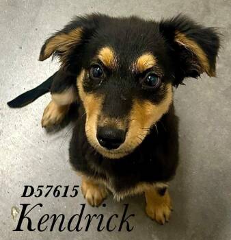 Kendrick -  Australian Shepherd and Mixed Breed Dog for Adoption in Clarksville, Tennessee - Kendrick | PetCurious