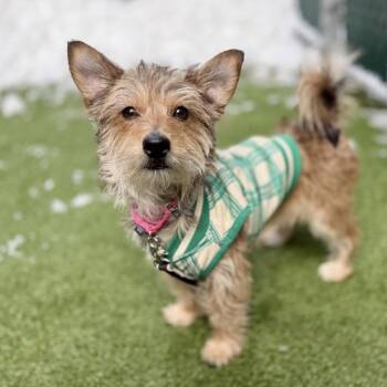 Mixed Breed Dogs Available for Adoption - Leilo/Archie- *My Adoption Fee Was Fully Sponsored By James O* | PetCurious