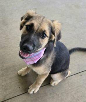 Star -  German Shepherd Dog Dog for Adoption in Bucyrus, Ohio - Star | PetCurious