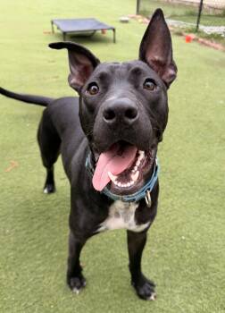 Snoopy -  Pit Bull Terrier and Black Labrador Retriever Dog for Adoption in Grand Rapids, Michigan - Snoopy | PetCurious