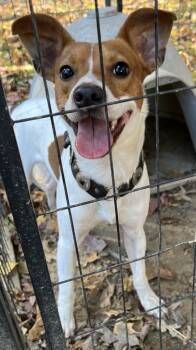 Rescue Jack Russell Terrier Dogs for Adoption in Saint Clairsville, Ohio - Scout | PetCurious