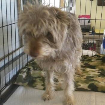 Miniature Schnauzer and Schnauzer Dogs Available for Adoption in Boulder, Colorado - Gigi | PetCurious