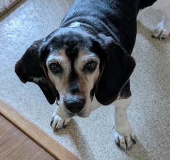 Jessie -  Beagle Dog for Adoption in State College, Pennsylvania - Jessie | PetCurious