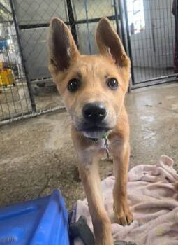 Shepherd and Mixed Breed Dogs Available for Adoption in Warren, Michigan - Scully | PetCurious