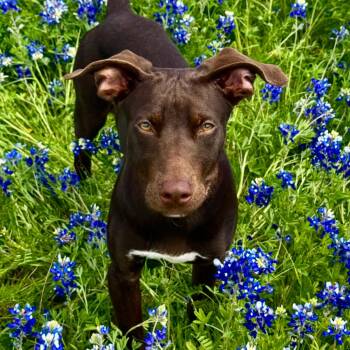 Chocolate Labrador Retriever Dogs Available for Adoption in Mankato, Minnesota - Geico | PetCurious