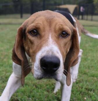 Foxhound Dogs Available for Adoption - Bella (aka Annabelle) | PetCurious