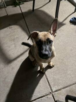 D.J -  Mixed Breed Dog for Adoption in Ventura, California - D.J | PetCurious