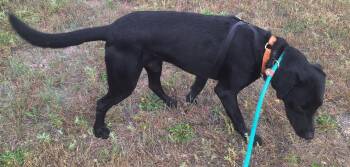 Rescue Labrador Retriever Dogs for Adoption in Chappell, Nebraska - Lupin | PetCurious
