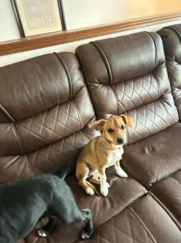 Jill -  Chihuahua and Corgi Dog for Adoption in Pocatello, Idaho - Jill | PetCurious