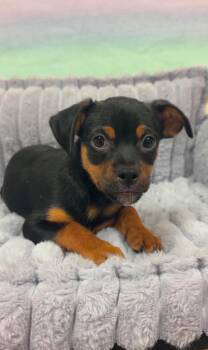 Bean -  Chihuahua Dog for Adoption in Valparaiso, Indiana - Bean | PetCurious