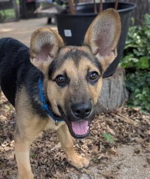 German Shepherd Dog and Mixed Breed Dogs Available for Adoption in St. Louis, Missouri - DEXTER | PetCurious