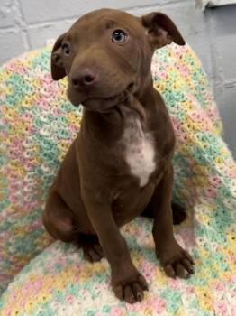 American Staffordshire Terrier Dogs Available for Adoption in Mobile, Alabama - May | PetCurious