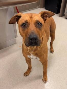 Black Mouth Cur and Mixed Breed Dogs Available for Adoption in Baytown, Texas - STITCH | PetCurious