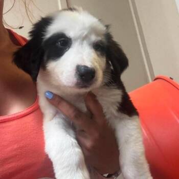 Xena -  Mixed Breed Dog for Adoption in East Hanover, New Jersey - Xena | PetCurious