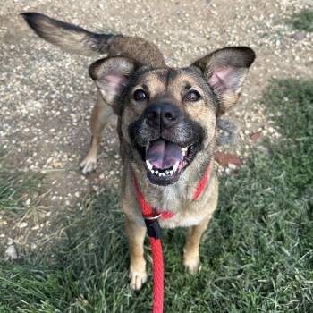 Samantha -  Mixed Breed Dog for Adoption in Philadelphia, Pennsylvania - Samantha | PetCurious