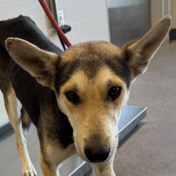 Rescue Mixed Breed Dogs for Adoption in Las Cruces, New Mexico - 99513 | PetCurious