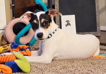Kanga -  Jack Russell Terrier Dog for Adoption in Grand Rapids, Michigan - Kanga | PetCurious