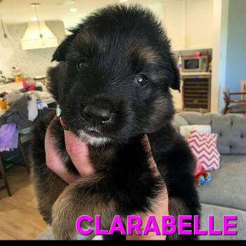 Pre-adoption - Clarabelle is available -  Siberian Husky and Shepherd Dog for Adoption in Los Angeles, California - Pre-adoption - Clarabelle Is Available | PetCurious