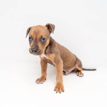 Riot -  Hound and Mixed Breed Dog for Adoption in New York, New York - Riot | PetCurious