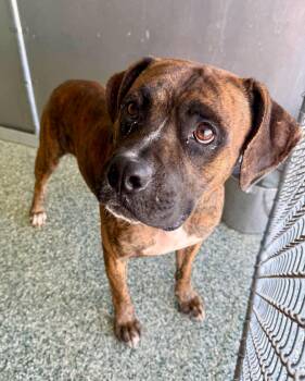 Rufus -  Boxer Dog for Adoption in Salisbury, North Carolina - Rufus | PetCurious