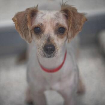 Terrier and Mixed Breed Dogs Available for Adoption in Peyton, Colorado - Walker (MR26-137) | PetCurious