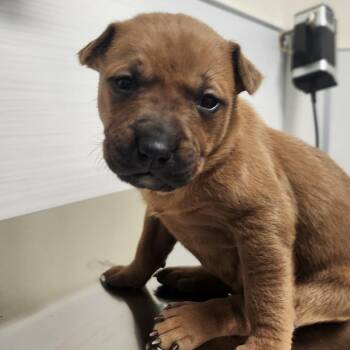 Pit Bull Terrier Dogs Available for Adoption - Wendy | PetCurious