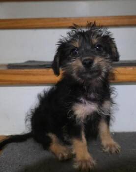 Dachshund and Yorkshire Terrier Dogs Available for Adoption in Manvel, Texas - Onyx | PetCurious