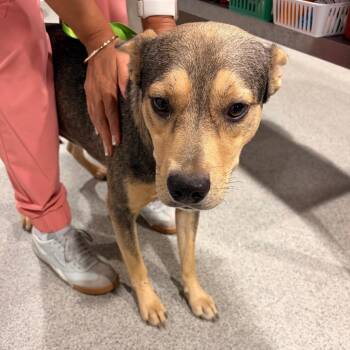 Woody -  Labrador Retriever and Feist Dog for Adoption in Tampa, Florida - Woody | PetCurious