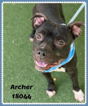 American Bully and Pit Bull Terrier Dogs Available for Adoption in Marietta, Georgia - ARCHER | PetCurious