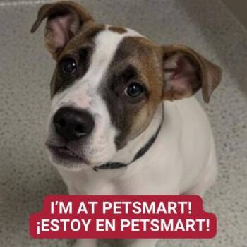 Rescue Pit Bull Terrier and Mixed Breed Dogs for Adoption in Carrollton, Texas - Electron | PetCurious