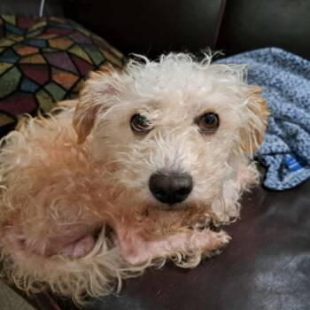 Rescue Mixed Breed and Poodle Dogs for Adoption in Ferndale, Washington - Coco | PetCurious