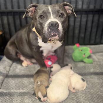 Gia -  American Bully Dog Available for Adoption in Crosby, Texas - Gia | PetCurious
