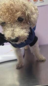 61355257 -  Miniature Poodle and Mixed Breed Dog for Adoption in El Paso, Texas - 61355257 | PetCurious