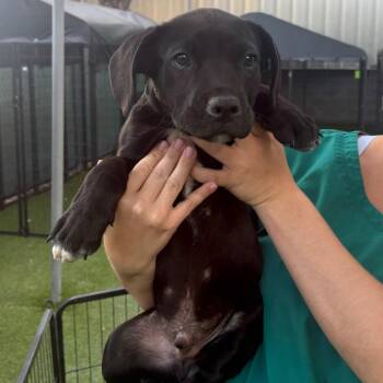 Pit Bull Terrier Dogs Available for Adoption in Tampa, Florida - Vinny | PetCurious