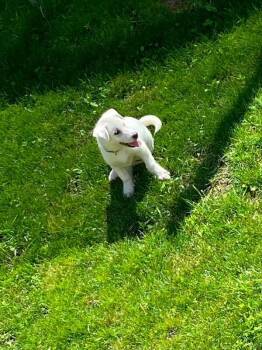 Jenny -  Mixed Breed Dog for Adoption in Athens, Ontario - Jenny | PetCurious