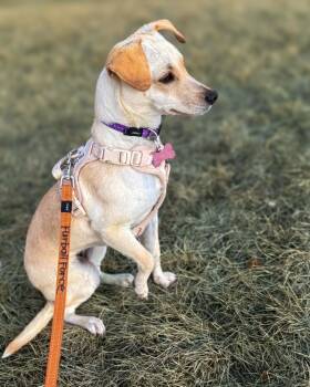 Rat Terrier and Chihuahua Dogs Available for Adoption - Pili | PetCurious