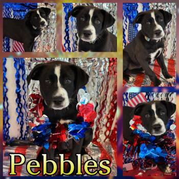 Pebbles -  Labrador Retriever Dog for Adoption in Hatfield, Pennsylvania - Pebbles | PetCurious
