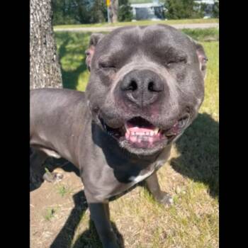 Mixed Breed Dogs Available for Adoption in Bismarck, North Dakota - Archie | PetCurious