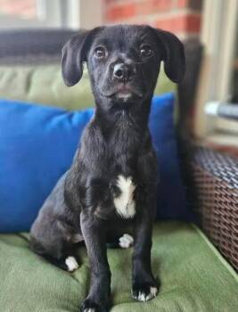 ToH : Marion -  Dachshund and Beagle Dog for Adoption in Aurora, Indiana - ToH : Marion | PetCurious