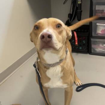 Orangey -  Mixed Breed Dog for Adoption in Torrey, Utah - Orangey | PetCurious