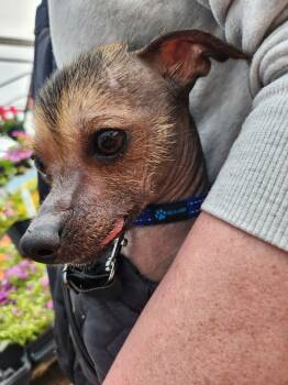 Chinese Crested Dog Dogs Available for Adoption in Topeka, Kansas - Cricket | PetCurious