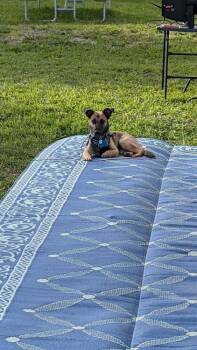 Samsung Aka Sam -  Shepherd Dog for Adoption - Samsung Aka Sam | PetCurious