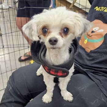 Tinkerbell -  Maltese and Poodle Dog for Adoption in Apple Valley, California - Tinkerbell | PetCurious