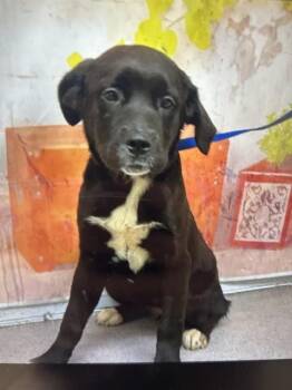 KAIA -  Mastiff Dog for Adoption in San Bernardino, California - KAIA | PetCurious