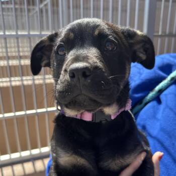 Tria -  Shepherd and Mixed Breed Dog for Adoption in Goleta, California - Tria | PetCurious